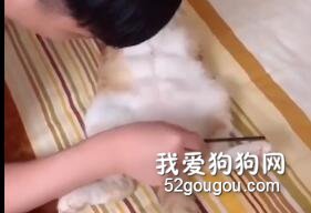 趁貓貓睡覺時給它畫上腹肌……