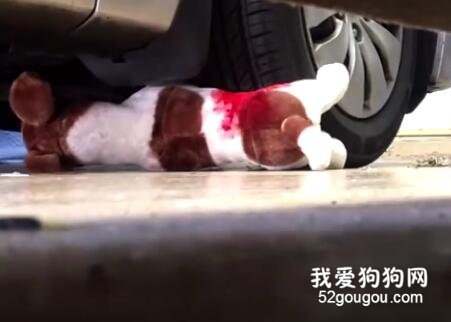 男子制造假車禍，讓女友誤以為自己開車碾死了狗狗！