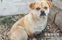 把生病的土狗拋棄后，她又高高興興的買了一只品種犬！