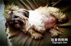 狗狗懷孕吃什么 孕期科學營養食譜
