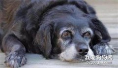 老年狗狗致命的幾種病 主人們要注意了