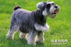 雪納瑞怎么訓練上廁所 三步輕松搞定