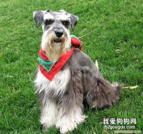雪納瑞如何訓練握手？