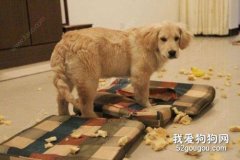 狗狗咬家具怎么辦 糾正狗狗亂咬方法