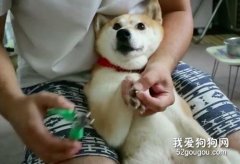 怎么給狗狗剪指甲 剪到血線了如何處理
