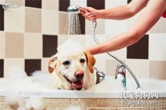 狗狗多久洗一次澡 你知道狗狗最健康的洗澡頻率嗎
