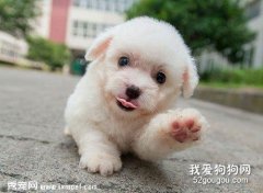 上班族怎么養狗 這樣做避免分離焦慮