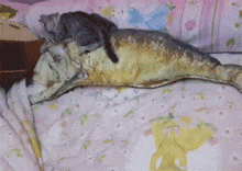網友給家里的喵買了個咸魚抱枕，結果喵咪不淡定了...