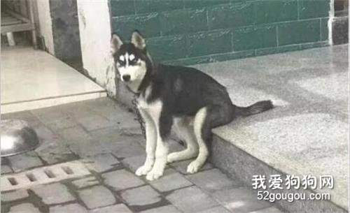 狗子坐姿大賽：哈士奇果然是長在笑點上的品種