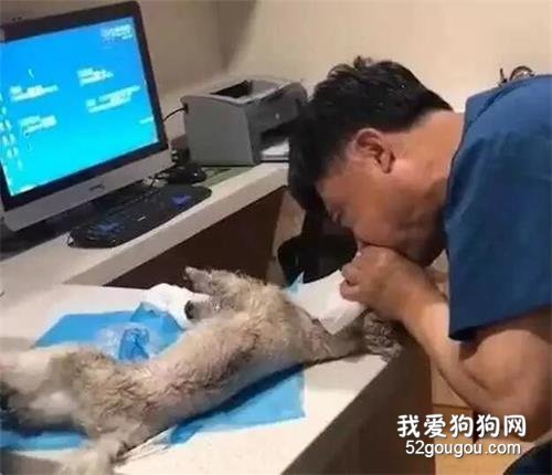 給狗做人工呼吸，醫生為了救活它也是拼了！