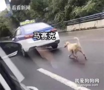 開出租遛狗？的哥：怕狗把車弄臟…