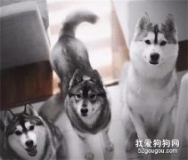 二哈偷吃薩摩耶，本以為會生出神仙狗子，然而這長相...