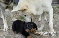 二哈“夫妻”常欺負小黑，結果一年后，它們倆就悲劇了