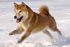 關于狗狗的肛門腺清潔要知道哪些事情