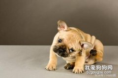 狗狗總去撓耳朵是怎么了？
