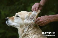 耳道疾病竟然會導致狗狗死亡