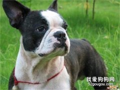 純種斗牛犬挑選技巧