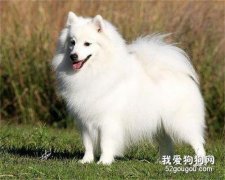 銀狐犬怎么挑選 銀狐犬挑選方法