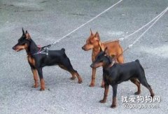 小鹿犬怎么看純不純 純種迷你杜賓犬辨認方法