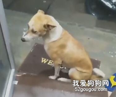 寵物故事,寵物情感,寵物與人,流浪狗,寵物的愛,寵物關愛,寵物公益,狗狗