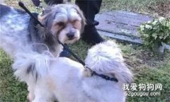 女子遇流氓，險遭性侵，還好她的兩個小英雄出現了…