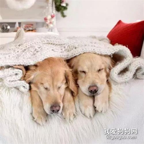 見多了愛情里的背叛，最后卻被這對金毛的愛情虐哭...