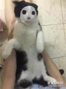 網友買了面膜送了些小樣，于是給貓試了下...哈哈哈，讓我笑會先...