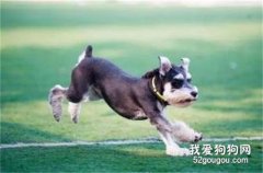 狗狗關節炎癥狀與治療