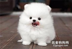 狗喘氣喘得很厲害 可能是重疾預警