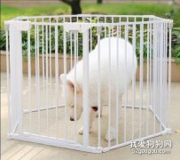 狗狗不進籠子怎么辦 這樣做讓它愛上關門