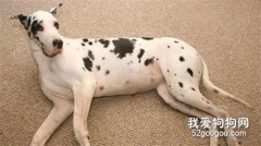 狗狗臨產前有哪些表現？