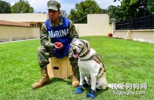 在搜救犬退休儀式上，訓練員把它的搜救裝備換成了玩具..