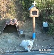 主人車禍去世，狗狗原地守候18個月，它最期待有人能拿給它看主人的照片...