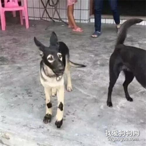 阿汪，你長成這樣，你媽知道嗎？