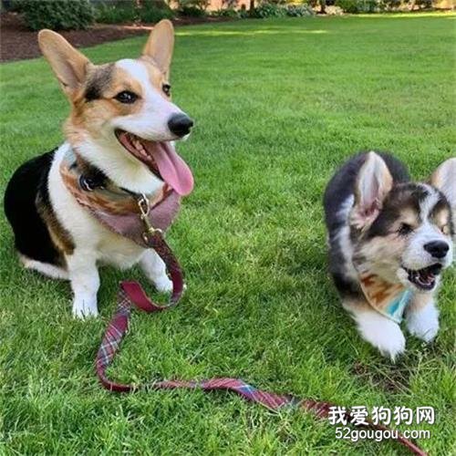 柯基從小就失去雙眼，可它的笑容，卻那么溫暖又明亮！