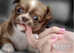 狗狗喜歡咬手怎么辦?如何糾正？