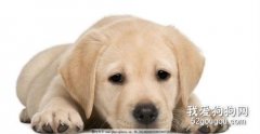 狗狗常見的四種疾病