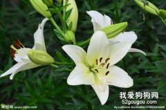 這五種植物對狗狗有害