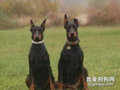 狗狗立耳后要注意什么 術后護理很重要