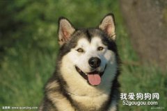 狗狗常見的病有哪些？