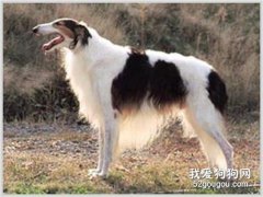 狗狗掉毛嚴重是什么原因 該如何治療