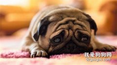 養巴哥需要注意什么?
