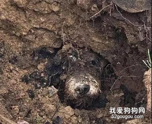 狗狗失蹤5天，到處尋找無果，直到它妹妹突然嗚咽著瘋狂刨地...