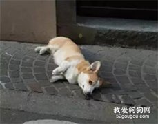 柯基散步時被龐然大物嚇得滑倒，仔細一看才發現...
