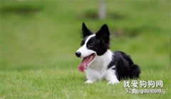 狗狗眼睛紅腫怎么回事?