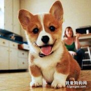 狗狗癲癇的原因癥狀與治療方法