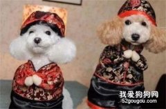 怎么訓練狗狗拜年 給過年添點喜氣