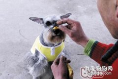 如何訓練狗狗拒食生人食物