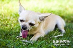 怎么訓練阻止狗狗吃垃圾?