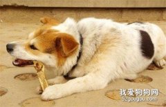 生骨肉喂養法 教你如何給狗狗調理腸胃